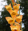 Gladiolus dalenii 'Boone' (Boone Hardy Glad)