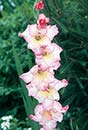 Gladiolus 'Priscilla' (Priscilla Hardy Glad)