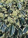 Hedera algeriensis 'Whipped Cream' (Adult Variegated Algerian Ivy)
