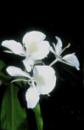 Hedychium coronarium (Hardy White Butterfly Ginger Lily)