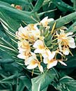 Hedychium 'Dr. Moy' (Dr. Moy Hardy Ginger Lily)