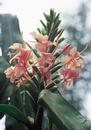 Hedychium 'Elizabeth' (Elizabeth Hardy Ginger Lily)