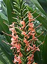 Hedychium 'Flaming Torch' (Flaming Torch Hardy Ginger Lily)