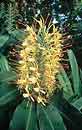 Hedychium gardnerianum 'Compactum' (Hardy Ginger Lily)