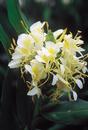 Hedychium 'Moy Giant' (Moy Giant Hardy Ginger Lily)