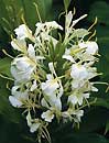 Hedychium 'Tai Savannah' (Tai Savannah Hardy Ginger Lily)