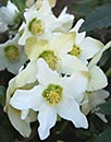 Helleborus niger ssp. macranthus (Christmas Rose)