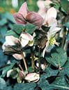 Helleborus x ericsmithii 'Pink Beauty' (Pink Beauty Lenten Rose)