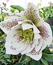 Helleborus x hybridus 'Elegance White' (Elegance White Hybrid Lenten Rose)