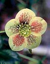 Helleborus x hybridus 'Gold Finch' (Gold Finch Hybrid Lenten Rose)