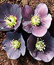 Helleborus x hybridus Heronswood Black Purple Stra (Black Purple Hybrid Lenten Rose)