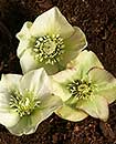 Helleborus x hybridus Heronswood Creamy Yellow Mix (Creamy Yellow Hybrid Lenten Rose)