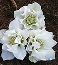 Helleborus x hybridus Heronswood Double White Stra (Double White Hybrid Lenten Rose)