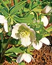 Helleborus x hybridus Heronswood Single White (Single White Hybrid Lenten Rose)