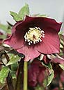 Helleborus x hybridus Heronswood Violet Red Strain (Violet Red Hybrid Lenten Rose)