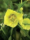 Helleborus x hybridus Heronswood Yellow Strain 2 (Heronswood Yellow Hybrid Lenten Rose)