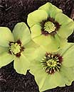 Helleborus x hybridus Heronswood Yellow w/Red Spot (Heronswood Yellow Hybrid Lenten Rose)