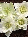 Helleborus x hybridus Mardi Gras Double Green 3 QT (Mardi Gras Double Jade Lenten Rose)