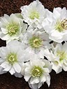 Helleborus x hybridus Mardi Gras Double White 3 QT (Mardi Gras Double White Lenten Rose)