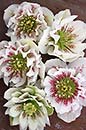 Helleborus x hybridus Mardi Gras Double White w/ R (Double White Spotted Mardi Gras Lenten Rose)