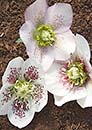 Helleborus x hybridus Mardi Gras Single White w/ R (White w/Red Spots Mardi Gras Lenten Rose)