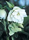 Helleborus x hybridus 'Mrs. Betty Ranicar' (Double White Hybrid Lenten Rose)