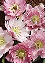 Helleborus x hybridus PDN Double Pink 1 QT (Double Pink Hybrid Lenten Rose)
