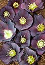 Helleborus x hybridus PDN Purple 1 QT (Hybrid Lenten Rose)