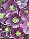 Helleborus x hybridus PDN Purple w/ Pink Edge 1 QT (Hybrid Lenten Rose)