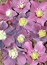 Helleborus x hybridus PDN Violet 2 QT (Hybrid Lenten Rose)