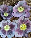 Helleborus x hybridus PDN Violet w/ Dark Spots 1 Q (Hybrid Lenten Rose)