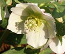 Helleborus x hybridus PDN White 1 QT (Hybrid Lenten Rose)