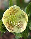 Helleborus x hybridus PDN Yellow w/ Red Spots 1 QT (Yellow w/ Red Spots Hybrid Lenten Rose)