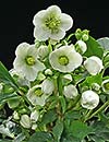 Helleborus x nigercors 'HGC Green Corsican' PP 15, (Green Corsican Lenten Rose)