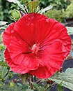 Hibiscus 'Cranberry Crush' PPAF (Cranberry Crush Hardy Mallow)