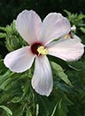 Hibiscus grandiflorus (Velvet Mallow)