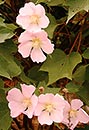 Hibiscus makinoi (Makino's Mallow)