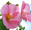 Hibiscus paramutabilis 'Shanghai Pink' (Shanghai Pink Mallow)