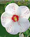 Hibiscus 'Peppermint Flare' (Peppermint Flare Mallow)