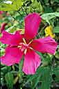 Hibiscus 'Red Flyer' (Red Flyer Mallow)