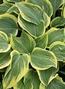 Hosta 'Clifford's Forest Fire' PP 17,644 (J. Clifford 00)