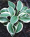 Hosta 'Mighty Mouse' (Walters Gardens 06)
