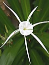 Hymenocallis caribaea 'Superstar' (Superstar Spider Lily)
