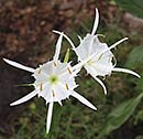 Hymenocallis coronaria Bibb Co. Alabama (Cahaba Spider Lily)