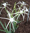 Hymenocallis howardii (Howard's Spider Lily)