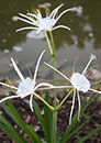 Hymenocallis pygmaea (Dwarf Spider Lily)