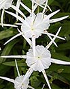 Hymenocallis traubii (Traub's Spider Lily)