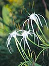 Hymenocallis 'Tropical Giant Sister' (Tropical Giant Sister Spider Lily)