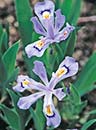 Iris cristata 'Powder Blue Giant' (Powder Blue Giant Crested Iris)