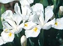 Iris cristata 'Tennessee White' (Tennessee White Woods Iris)